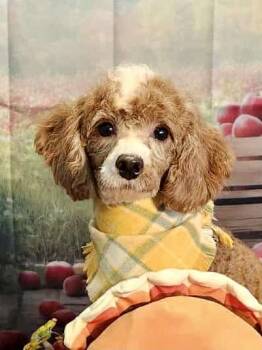 Rescue Poodle Dogs for Adoption in Lee
