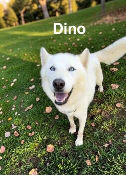 Dino -  German Shepherd Dog Dog for Adoption in Camden, Tennessee - Dino | PetCurious