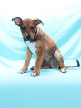 A143151 -  Pit Bull Terrier and German Shepherd Dog Dog for Adoption in Burbank, California - A143151 | PetCurious