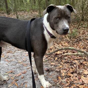 Mixed Breed Dogs Available for Adoption in Williston, Florida - Chase | PetCurious