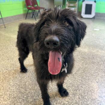 Smitty -  Giant Schnauzer and Mixed Breed Dog for Adoption in Falls Church, Virginia - Smitty | PetCurious
