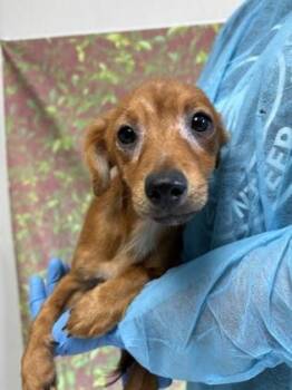 Chihuahua and Mixed Breed Dogs Available for Adoption in San Antonio, Texas - Teo | PetCurious