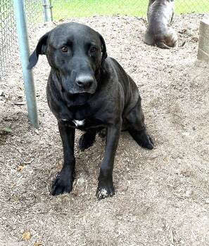 Christopher Gorgeous Boy and Just needs a Chance at his Forever  -  Black Labrador Retriever and American Bully Dog for Adoption in Charlottesville, Virginia - Christopher Gorgeous Boy And Just Needs A Chance At His Forever  | PetCurious