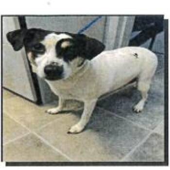 Beagle Dogs Available for Adoption in Springboro, Ohio - Lisa | PetCurious