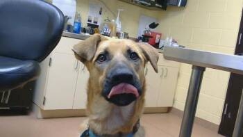 GEMMA -  German Shepherd Dog and Great Pyrenees Dog for Adoption in Cookeville, Tennessee - GEMMA | PetCurious