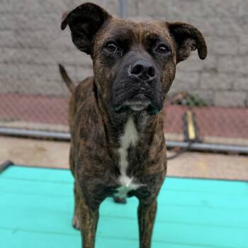 Rescue Mixed Breed Dogs for Adoption in Charleston, West Virginia - Monet | PetCurious