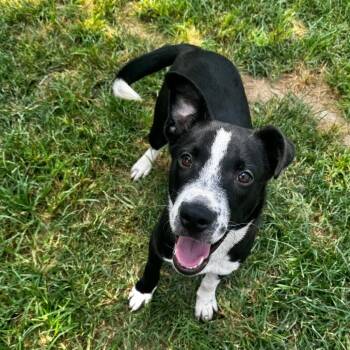 Mojito -  Border Collie and Mixed Breed Dog for Adoption in Brownsboro, Alabama - Mojito | PetCurious
