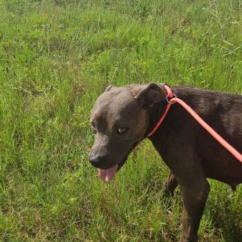 Rescue American Staffordshire Terrier and Labrador Retriever Dogs for Adoption in Brookeville, Maryland - Mocha | PetCurious