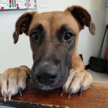 Laynie 26-08-043 -  Mixed Breed Dog for Adoption in Bastrop, Texas - Laynie 26-08-043 | PetCurious