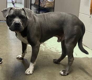 Blue (Max) -  American Staffordshire Terrier Dog for Adoption in Murray, Kentucky - Blue (Max) | PetCurious