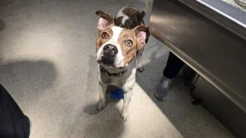 TIANA -  Pit Bull Terrier and Mixed Breed Dog for Adoption in Riverside, California - TIANA | PetCurious