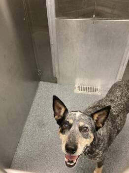 PUDDLES -  Mixed Breed Dog for Adoption in Dallas, Texas - PUDDLES | PetCurious