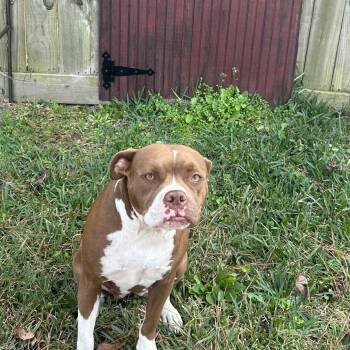 American Staffordshire Terrier Dogs Available for Adoption - Dolce | PetCurious