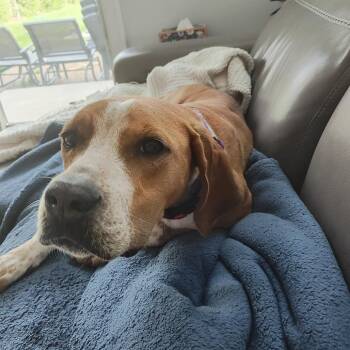 Mixed Breed Dogs Available for Adoption in Chicago, Illinois - Rosemary | PetCurious