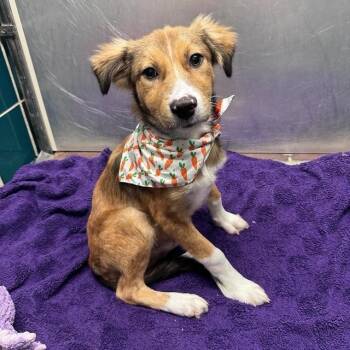 Victor -  Collie and Husky Dog for Adoption in Aurora, Colorado - Victor | PetCurious