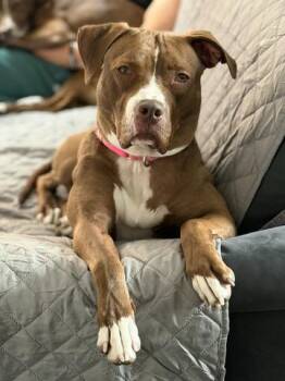 Pit Bull Terrier Dogs Available for Adoption in Denver, Colorado - Rozie | PetCurious