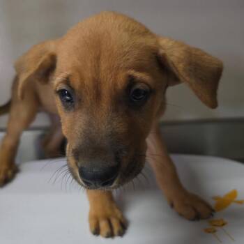 Goldfish -  Retriever and Mixed Breed Dog for Adoption in San Antonio, Texas - Goldfish | PetCurious