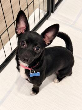 Jazzy -  Chihuahua Dog for Adoption in Las Vegas, Nevada - Jazzy | PetCurious