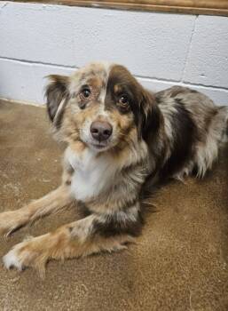 Rescue Australian Shepherd Dogs for Adoption in Deerfield, Wisconsin - Candy | PetCurious