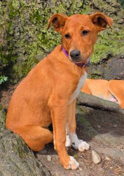 Carolina Dog Dogs Available for Adoption in Harlingen, Texas - Velveeta | PetCurious