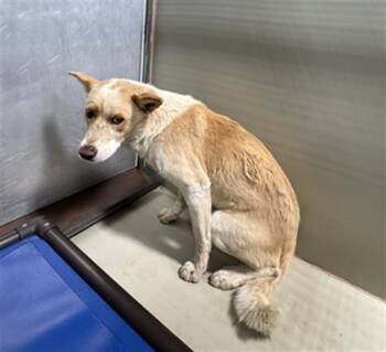 Tristen - URGENT -  Great Pyrenees and Shepherd Dog for Adoption in Thousand Oaks, California - Tristen - URGENT | PetCurious