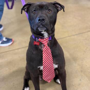 Mixed Breed Dogs Available for Adoption in Potomac, Maryland - Ziggy | PetCurious