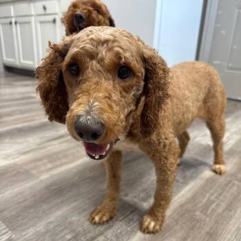 Pixie -  Golden Retriever and Poodle Dog for Adoption in Muncie, Indiana - Pixie | PetCurious