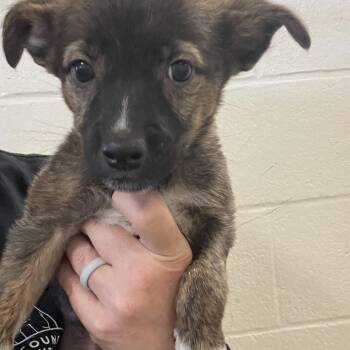 Kissin Kate Barlow -  Border Collie Dog for Adoption in Sonora, California - Kissin Kate Barlow | PetCurious