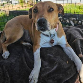 Rescue Mixed Breed Dogs for Adoption in Bismarck, North Dakota - Autumn | PetCurious