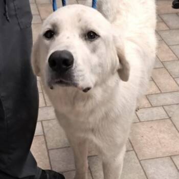 Great Pyrenees Dogs Available for Adoption in Hollister, Missouri - Patty | PetCurious