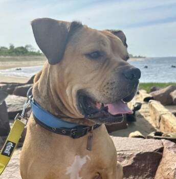 Rescue Boxer and American Bulldog Dogs for Adoption in New York, New York - Jimmy | PetCurious