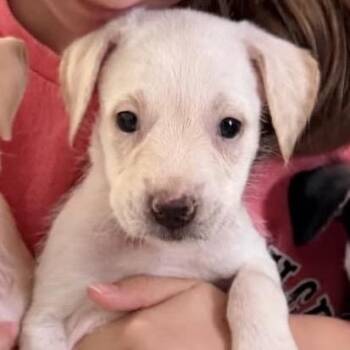 Martie -  Mixed Breed Dog for Adoption in Austell, Georgia - Martie | PetCurious
