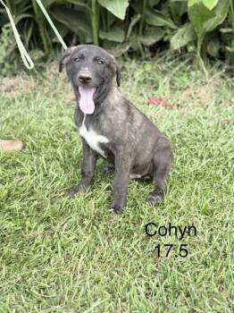 Cohyn -  Hound and Flat Coated Retriever Dog for Adoption in Norfolk, Massachusetts - Cohyn | PetCurious