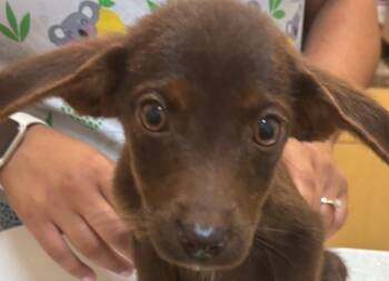 MAGPIE -  Chihuahua Dog for Adoption in Elizabethton, Tennessee - MAGPIE | PetCurious