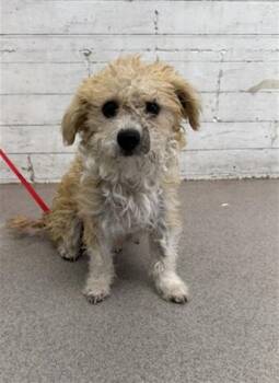 LUCKY -  Terrier and Mixed Breed Dog for Adoption in San Bernardino, California - LUCKY | PetCurious