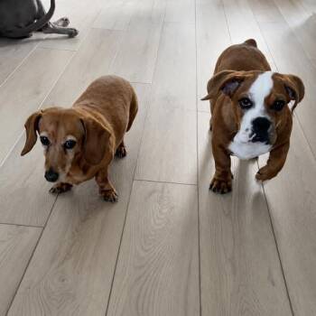 Luigi Linguini -  Basset Hound and American Bulldog Dog for Adoption in Austin, Texas - Luigi Linguini | PetCurious