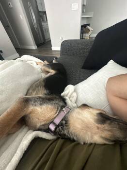 Hazel -  German Shepherd Dog Dog for Adoption in San Diego, California - Hazel | PetCurious