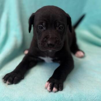 Black Labrador Retriever and Mixed Breed Dogs Available for Adoption in St. Peters, Missouri - Wiggins | PetCurious