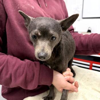 Chihuahua Dogs Available for Adoption - DECO | PetCurious