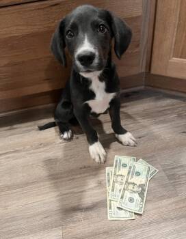 Isaac -  Mixed Breed Dog for Adoption in Cheektowaga, New York - Isaac | PetCurious