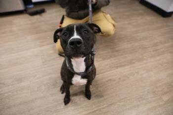 Mixed Breed Dogs Available for Adoption in West Chester, Pennsylvania - Fruits | PetCurious