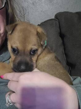 Shar Pei and Cattle Dog Dogs Available for Adoption in New London, Wisconsin - Muenster | PetCurious