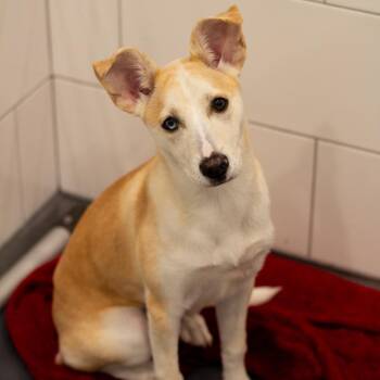 Lilo 22456 -  Husky and Mixed Breed Dog for Adoption in Cumming, Georgia - Lilo 22456 | PetCurious