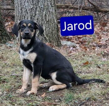 Rescue Hound and Shepherd Dogs for Adoption in Mechanicsburg, Pennsylvania - Jarod | PetCurious