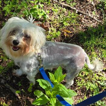 Mixed Breed Dogs Available for Adoption in Edwardsville, Illinois - Jean-bob | PetCurious