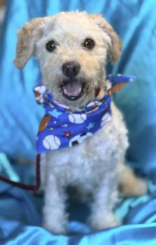 BAILEY -  Poodle Dog for Adoption in Rowland Heights, California - BAILEY | PetCurious
