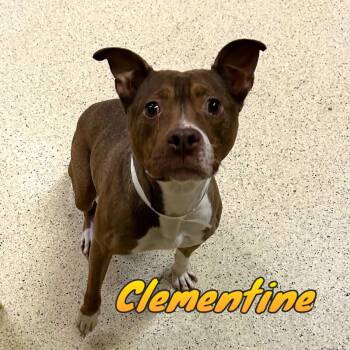 Clementine -  Terrier Dog for Adoption in Muncie, Indiana - Clementine | PetCurious