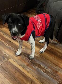 Border collie female -  Border Collie Dog for Adoption in Mount Laurel Township, New Jersey - Border Collie Female | PetCurious