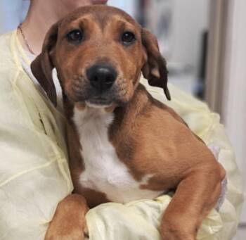 Labrador Retriever Dogs Available for Adoption - Mary | PetCurious