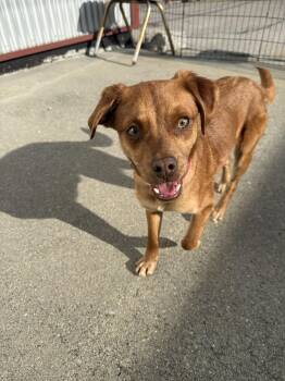 Terrier Dogs Available for Adoption - Peanut | PetCurious